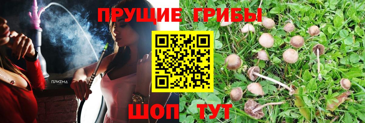Псилоцибиновые грибы Psilocybe  Вход с VPN  закладка  Псилоцибиновые грибы прущие грибы  Камень-на-Оби 